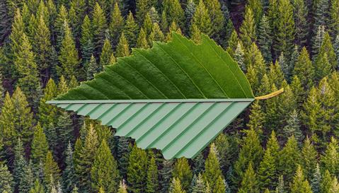 Leaf_Forest