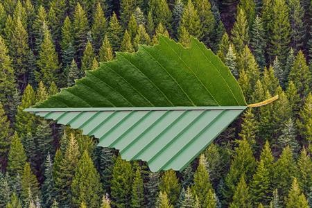 Steel-Roof-Life-Cycle-Leaf_Forest Steel-Roof-Life-Cycle-Leaf_Forest